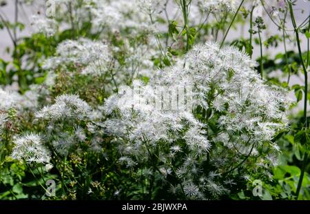 Fleurs blanches dans le parc Muzeon à Moscou . Beauté de la nature au début de l'été dans la capitale de la Russie Banque D'Images