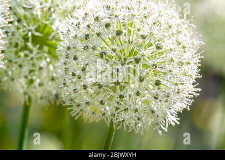 Boule blanche de fleur d'oignon dans le parc Muzeon , Moscou . Beauté de la nature ! Banque D'Images