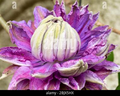 Double fleur du grimpeur dur, Clematis 'Diamantina' Banque D'Images