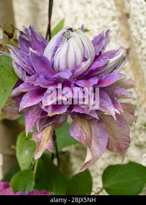 Double fleur du grimpeur dur, Clematis 'Diamantina' Banque D'Images