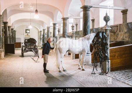 20 février 2019. Royal stable au Danemark Copenhague sur le territoire Christiansborg Slot. L'homme combat une magnifique queue de cheval. Homme travaillant dans le goujon Banque D'Images