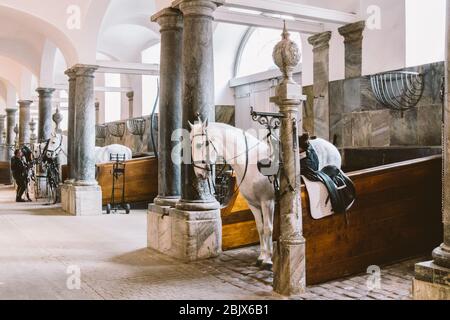 20 février 2019. Royal stable au Danemark Copenhague sur le territoire Christiansborg Slot. L'homme combat une magnifique queue de cheval. Homme travaillant dans le goujon Banque D'Images