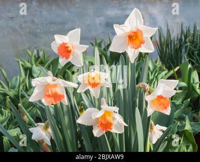 Groupe de Narcisse charme rose en fleur au printemps. Le charme rose est une division rose blanc et saumon 2 grand jonché de printemps, complètement dur, jonquille à fleurs Banque D'Images