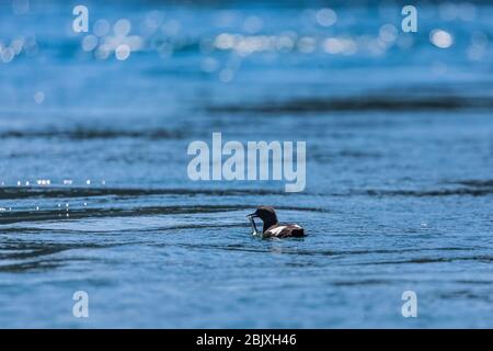 Pigeon Guillemot, Cephus columba, se nourrissant à Eulachon, Thaleichthys pacificus, dans Deception Pass State Park, Fidalgo Island, Washington State, États-Unis Banque D'Images