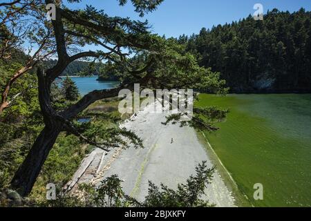 Plage entre Bowman Bay sur la droite, et Lottie Bay sur la gauche, dans Deception Pass State Park, Fidalgo Island, Washington State, États-Unis Banque D'Images