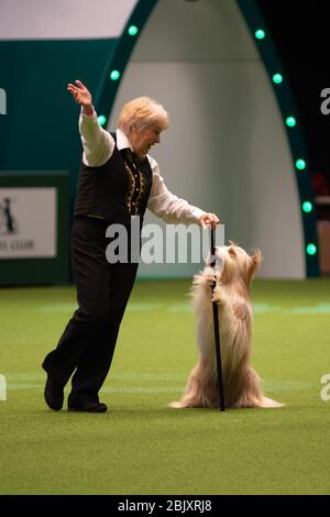 CRUFTS: Heelwork to Music Competition le 5 mars 2020 Banque D'Images