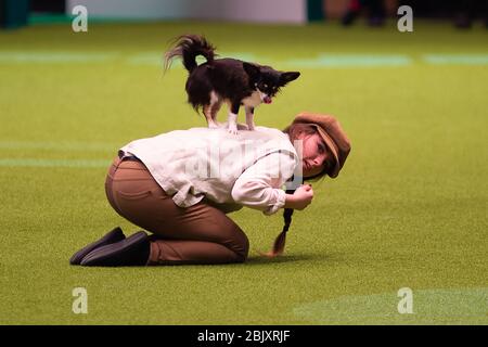 CRUFTS: Heelwork to Music Competition le 5 mars 2020 Banque D'Images