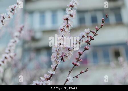 Saison printanière fleurs blanches d'un arbre d'abricot gros plan Banque D'Images
