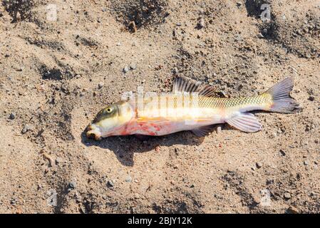 De grands poissons aspirés capturés par des oproies dans le lac Okanagan et tombés sur la plage de sable Banque D'Images