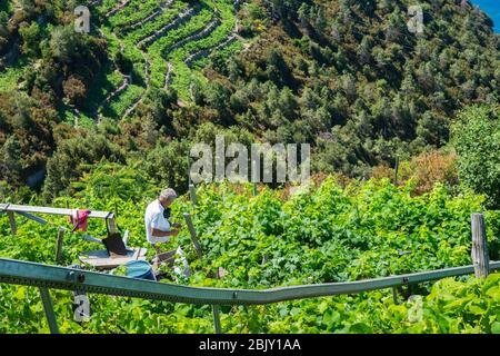 Homme senior adulte travaillant dans son vignoble en terrasses aux côtés de son système monorail, utilisé pour transporter des raisins à sa ferme dans les vignobles en pente raide i Banque D'Images