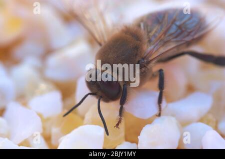 Image d'une abeille morte sur une surface granuleuse composée de pierres blanches lâches qui servent de fond neutre Banque D'Images