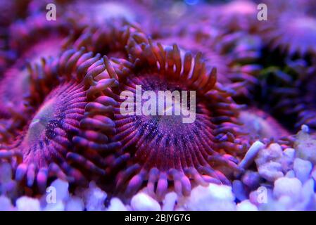 Zoanthus polypes sur scène de photographie sous-marine macro Banque D'Images