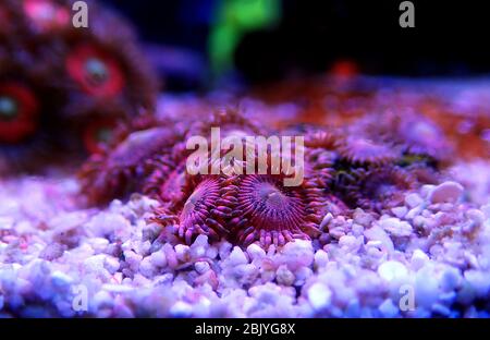 Zoanthus polypes sur scène de photographie sous-marine macro Banque D'Images