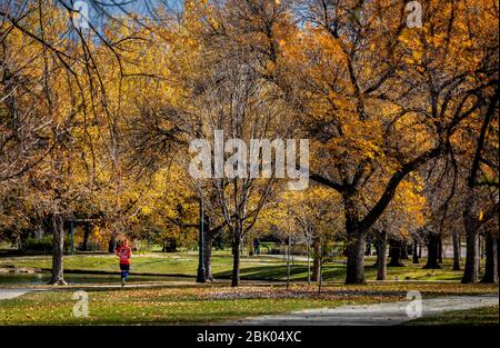 Un coureur se tourte dans le Denver City Park, parmi les couleurs de l'automne à Denver, Colorado, États-Unis. Banque D'Images