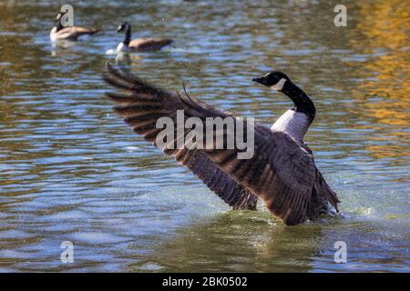 Une oie canadienne se crache dans le lac au Denver City Park, Denver, Colorado, États-Unis. Banque D'Images