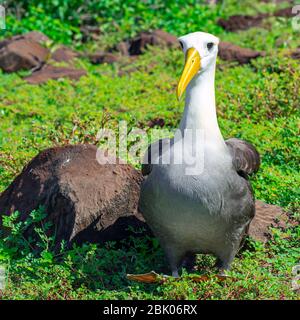 Portrait d'un Albatros ondulé (Phoebasta irrorata) sur l'île d'Espanola, parc national de Galapagos, Équateur. Banque D'Images