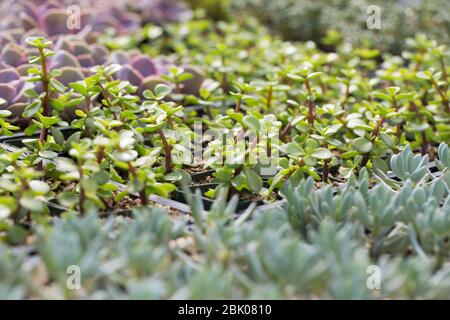 Plantes succulentes qui poussent dans une pépinière à effet de serre. Banque D'Images