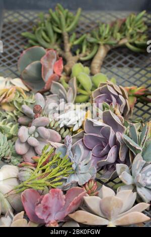 Un mélange de découpes succulentes prêtes pour la propagation. Banque D'Images