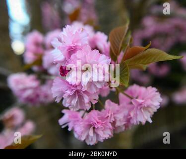 Cerisiers en fleurs - Prunus serrulata fleur - double cerisier fleur - Kwanzan arbre - Japanese Cherry Tree aka. Fleurs de cerisier oriental Banque D'Images