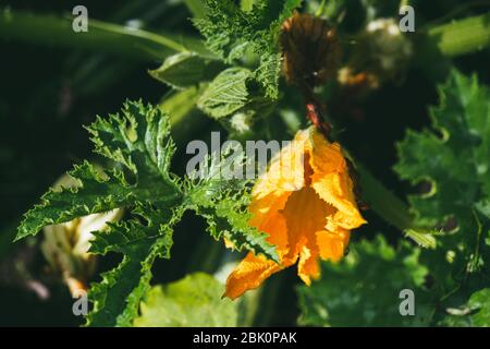 courgettes fleurit sur un fond de feuillage vert vif. Concept d'agriculture et d'agriculture. Macro de mise au point sélective avec DOF peu profond Banque D'Images