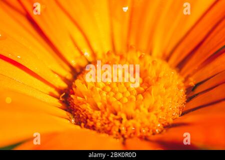 des fleurs de marigold orange vif sont parsemées de gouttes de rosée le matin. Macro de mise au point sélective avec faible DDL. Banque D'Images