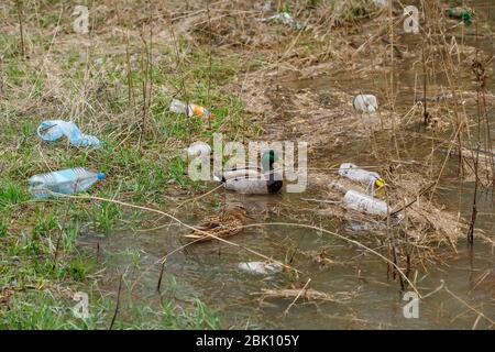 Baignade de canard dans une rivière avec des bouteilles de déchets, concept de pollution des déchets plastiques Banque D'Images