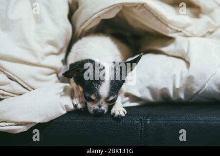 Un petit et drôle chien Chihuahua se trouve et dormir sur le canapé-lit oreiller. Rester à la maison coronavirus covid-19 concept de quarantaine Banque D'Images