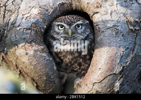 Petite chouette (Athene noctua), regarde de la grotte d'arbres, Emsland, Basse-Saxe, Allemagne Banque D'Images