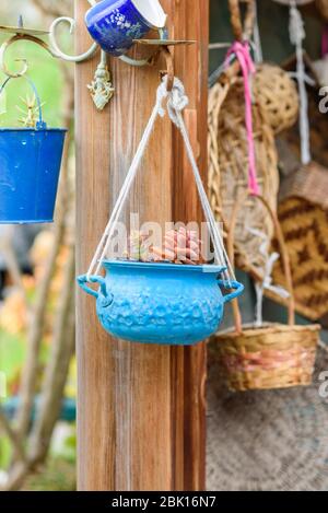 Crasula et Sedum plantes succulentes. Idées de semoir réutilisées. Une ancienne casserole bleue se transforme en pots de fleurs de jardin. Jardin recyclé et style de vie peu gaspillent. Banque D'Images