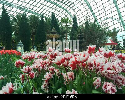 Singapour, Singapour : 11 mai 2016 : fleurs de lys tulipes rouges et blanches dans le jardin près de la baie, une attraction populaire atrium intérieur en verre botanique, pluie FO Banque D'Images