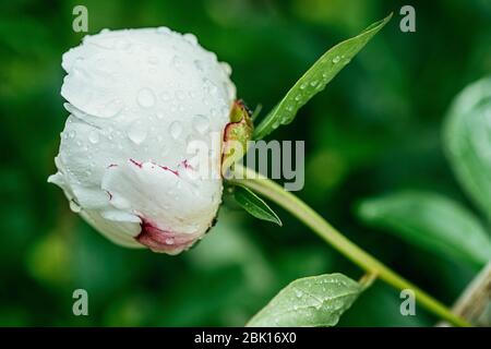 Peon blanc pas complètement fleuri recouvert de rosée du matin sur un fond de feuillage vert. Macro de mise au point sélective avec vue latérale DOF peu profonde Banque D'Images
