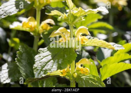 Silber-Goldnessel, Silberblättrige Taubnessel, Silber-Taubnesel, Lamium argengatum, Galeobdoloon argengatum, Lamium galeobdoloon subsp. Argengatum, Var Banque D'Images