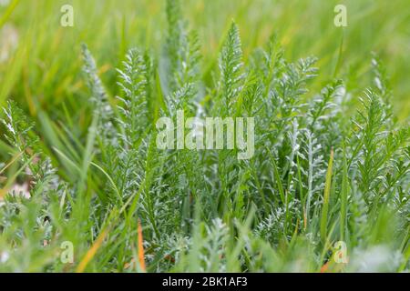 Schafgarbe, Gewöhnliche Schafgarbe, Wiesen-Schafgarbe, Schafgabe, Achillea millefolium, yarrow, Common Yarrow, Achillée millefeuille, la Millefeuille, Banque D'Images