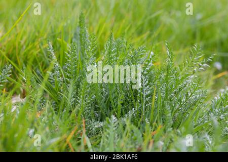 Schafgarbe, Gewöhnliche Schafgarbe, Wiesen-Schafgarbe, Schafgabe, Achillea millefolium, yarrow, Common Yarrow, Achillée millefeuille, la Millefeuille, Banque D'Images