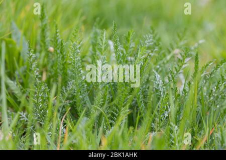 Schafgarbe, Gewöhnliche Schafgarbe, Wiesen-Schafgarbe, Schafgabe, Achillea millefolium, yarrow, Common Yarrow, Achillée millefeuille, la Millefeuille, Banque D'Images