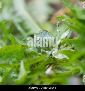 Löwenzahn, Blattrosette mit Blütenknospe, Knospe in der Mitte, Wiesen-Löwenzahn, Wiesenlöwenzahn, Gemeiner Löwenzahn, Gewöhnlicher Löwenzahn, Kuhblume Banque D'Images