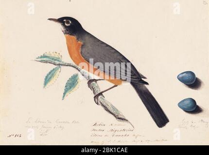 Houghton MS am 21 (46) - John James Audubon, Robin. Banque D'Images