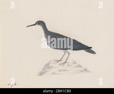 Houghton MS am 21 (32) - John James Audubon, sandpiper. Banque D'Images