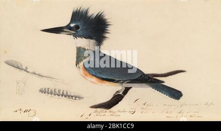 Houghton MS am 21 (50) - John James Audubon, bétonné kingfisher. Banque D'Images