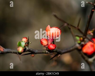 Les fleurs rouges d'un coing japonais, Chaenomeles japonica ou Kusa-boke en japonais, sont ouvertes dans un parc forestier dans la préfecture centrale de Kanagawa, au Japon Banque D'Images