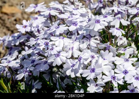 Phlox subulata Pharao Blue Eye Banque D'Images