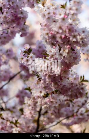 les fleurs roses de l'arbre de cerise sakura fleurissent au printemps et raviront les gens avec leur beauté quand la nature est juste au réveil Banque D'Images