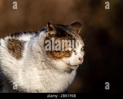 Un chat erré à poil long se trouve le long d'un sentier de randonnée tout en jugeant les gens à leur passage. Ce chat a été trouvé dans un parc forestier dans le centre de Kanagawa Prefec Banque D'Images