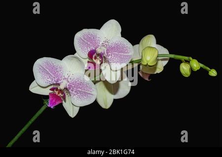 Belle fleur d'orchidée blanche avec tige (Orchidaceae) isolée sur fond noir. Banque D'Images