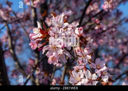 Authentic pink cherry blossoms against blue sky Banque D'Images