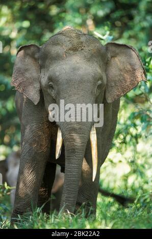 Éléphant d'Asie, Elephas maxima, Homme, Tabin, Sabah, Bornéo Banque D'Images