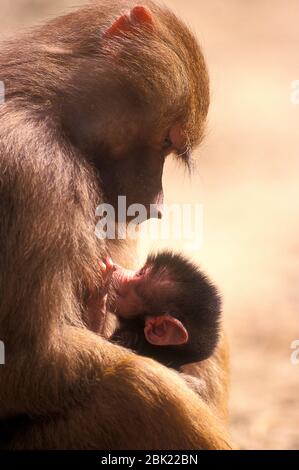 Hamadyas Baboon, Papio cyncocephalus, mère avec jeune bébé, captive, Ethiopie Banque D'Images