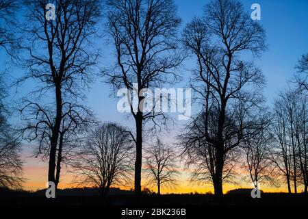 Silhouette de hêtres dans un cimetière à l'aube. Kings Sutton, Northamptonshire, Angleterre. Silhouette Banque D'Images