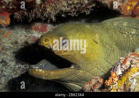 Green Moray Eel, Gymnothorax funebris, dans les récifs coralliens, Los Roques, Venezuela, Banque D'Images