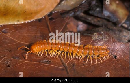 Mille-pattes, de couleur rouge/orange, sur la litière forestière, Belize Banque D'Images